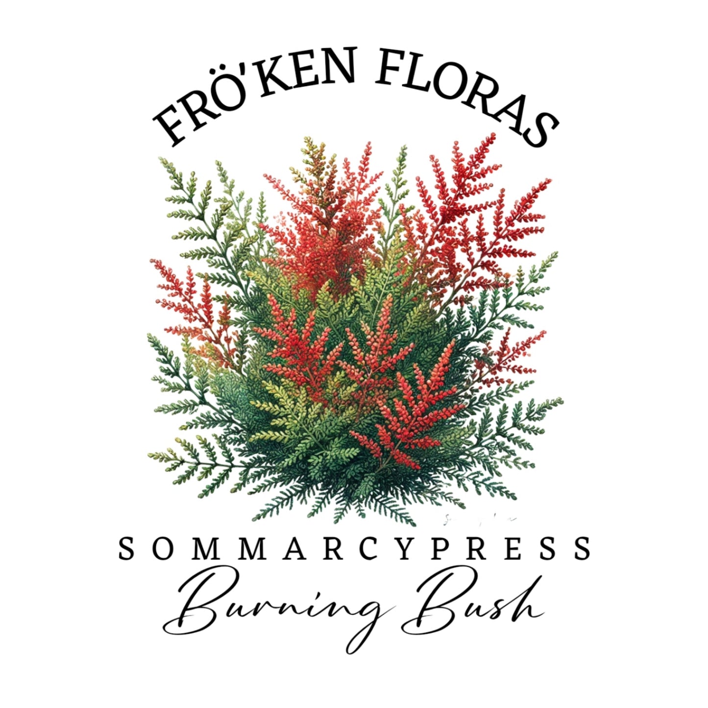 Sommarcypress "Burning bush"