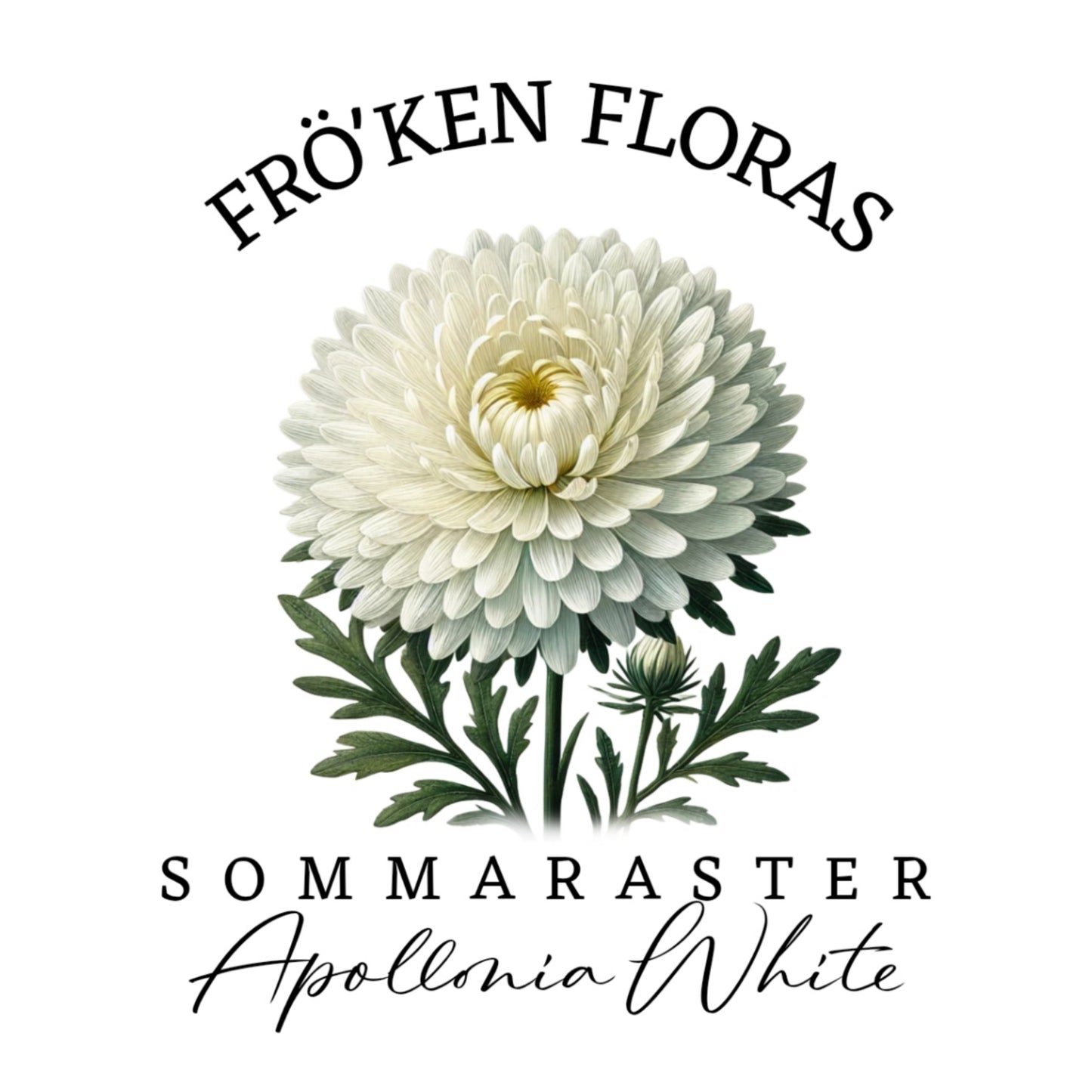 Sommarster "Apollonia white"