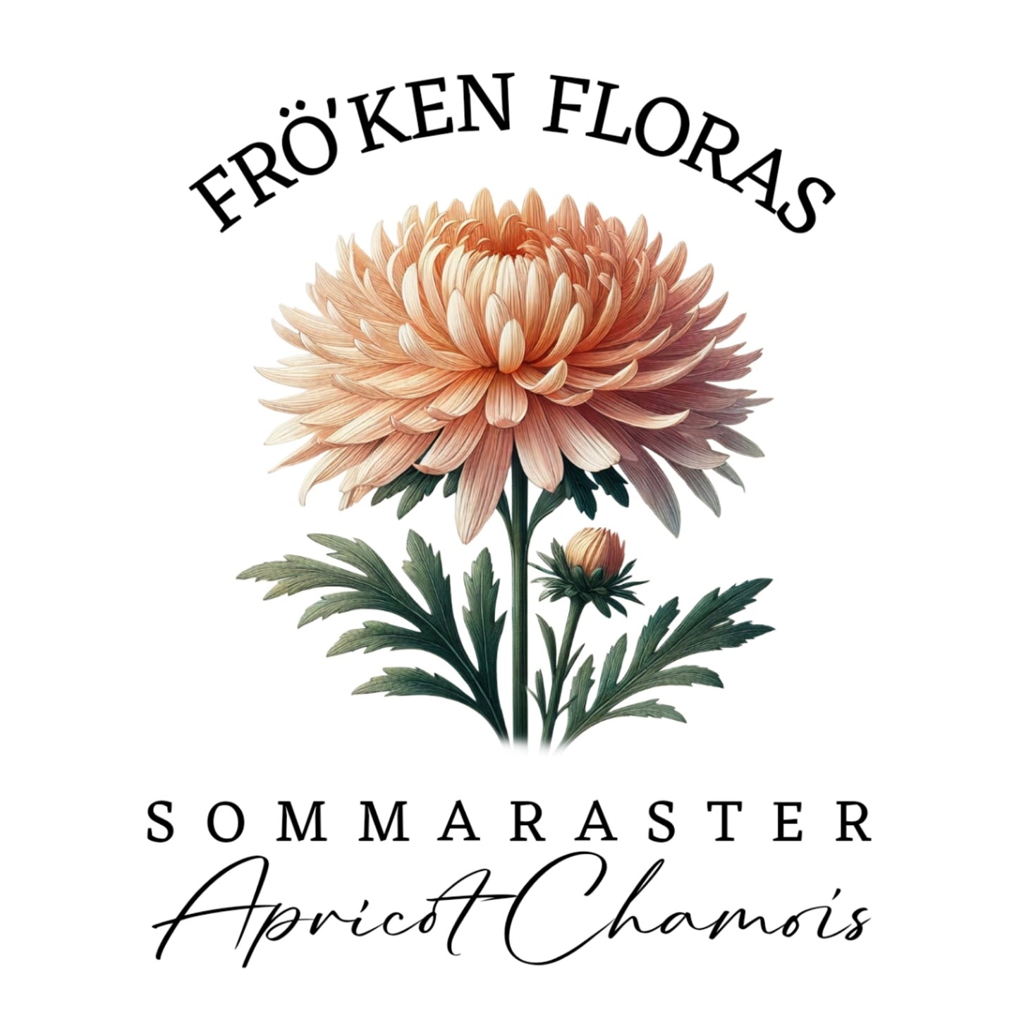 Sommaraster "Apricot Chamois"