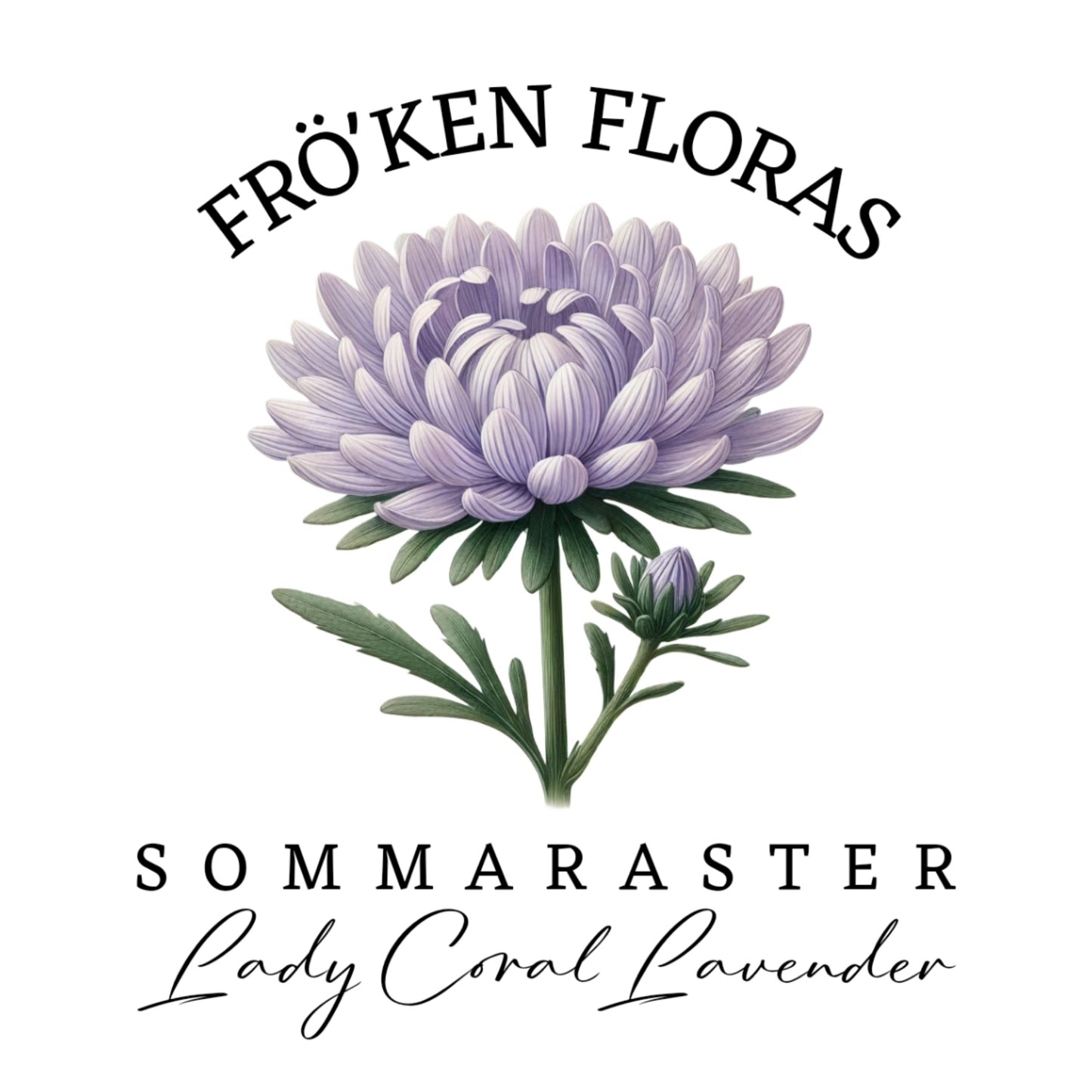 Sommaraster "Lady coral lavender"
