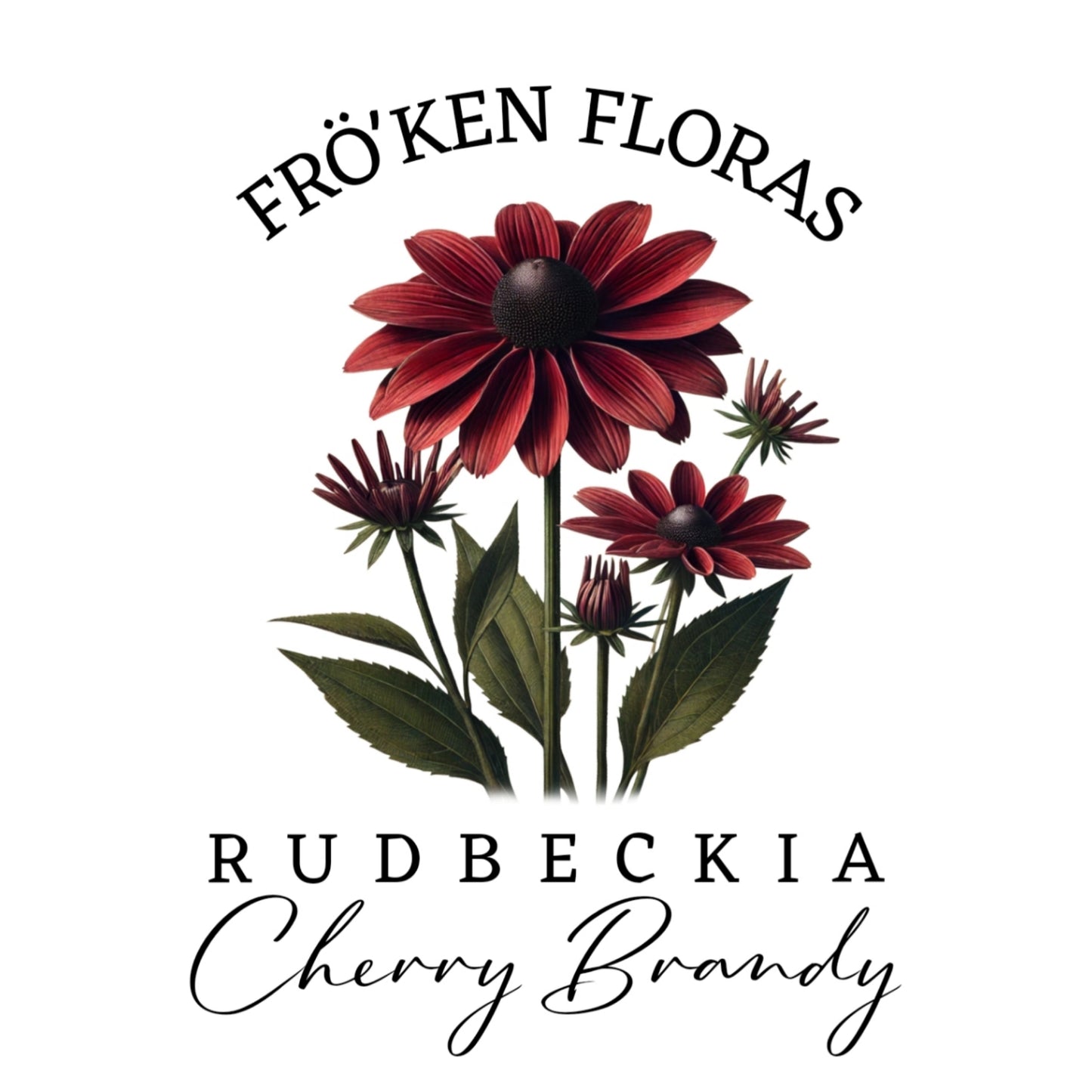 Rudbeckia "Cherry brandy"
