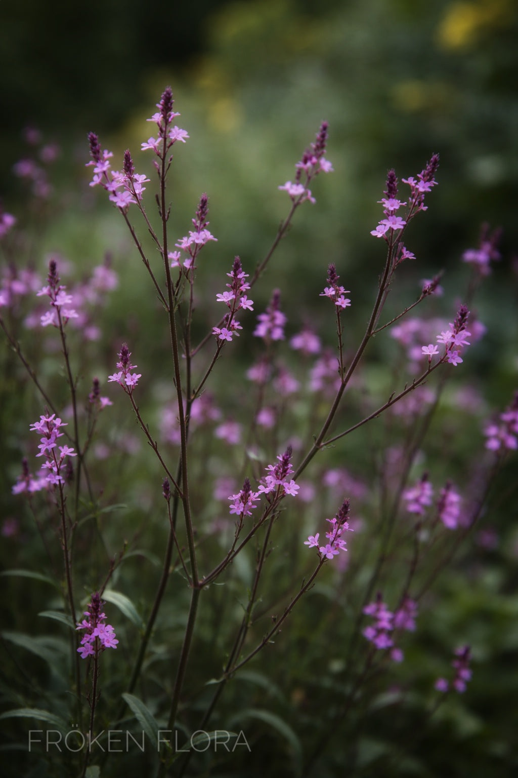 Verbena "Bampton" (Järnört)