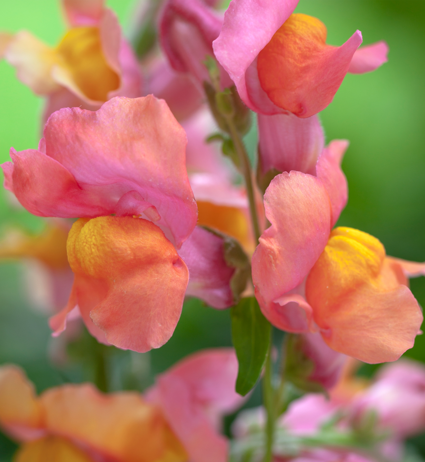 Lejongap "Orange wonder"