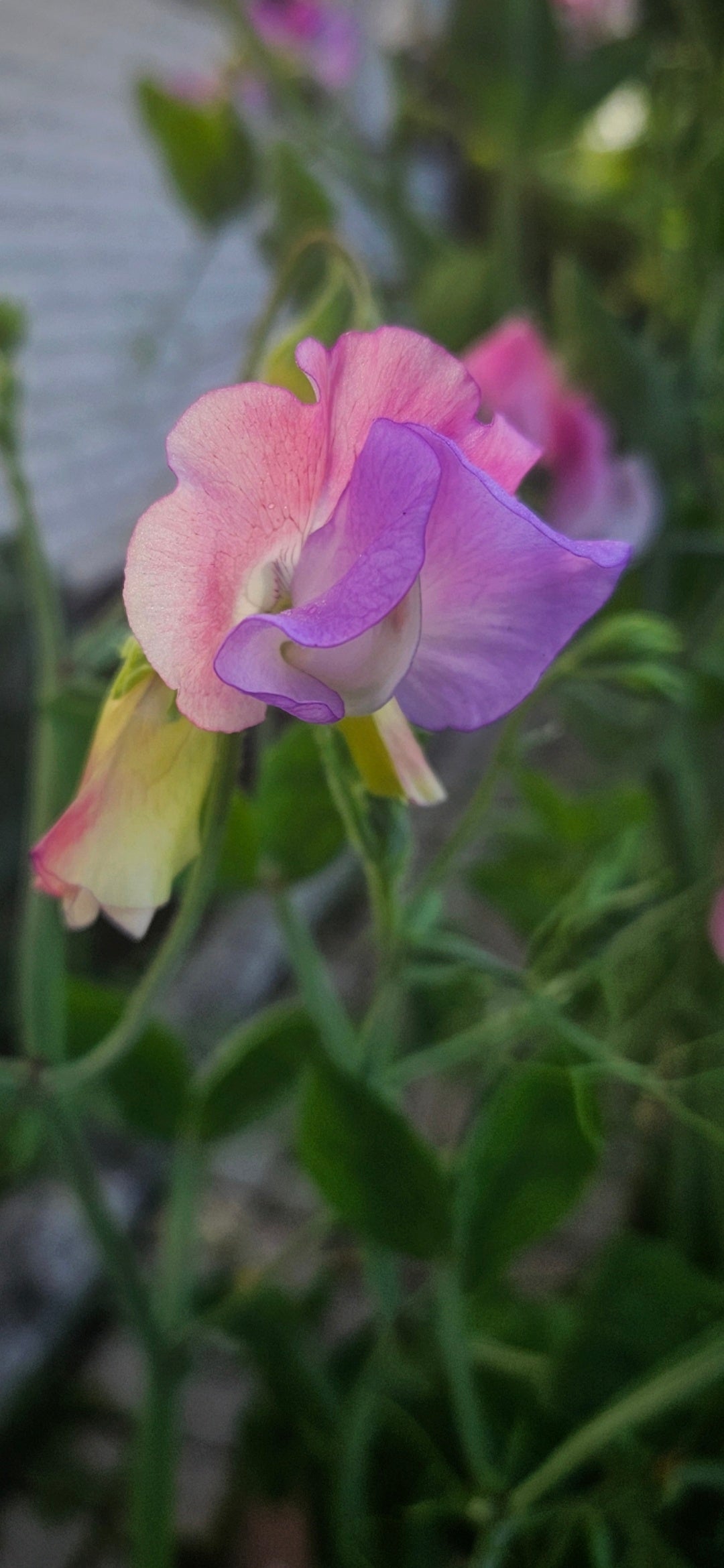 Luktärt "Fairylights"