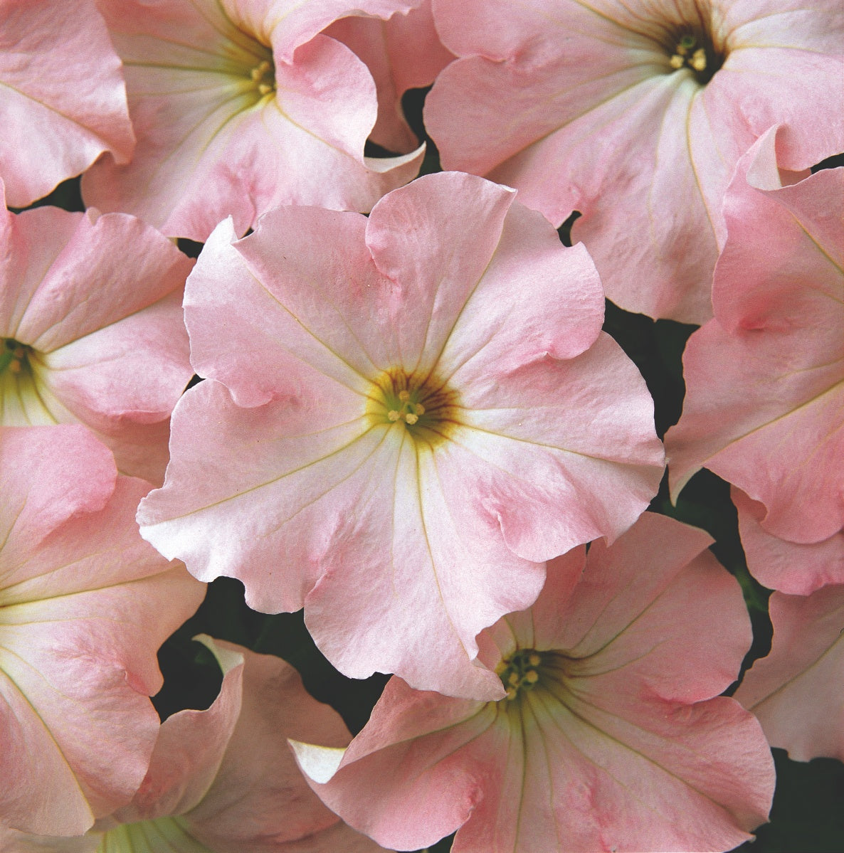 Petunia "Dreams appleblossom" F1