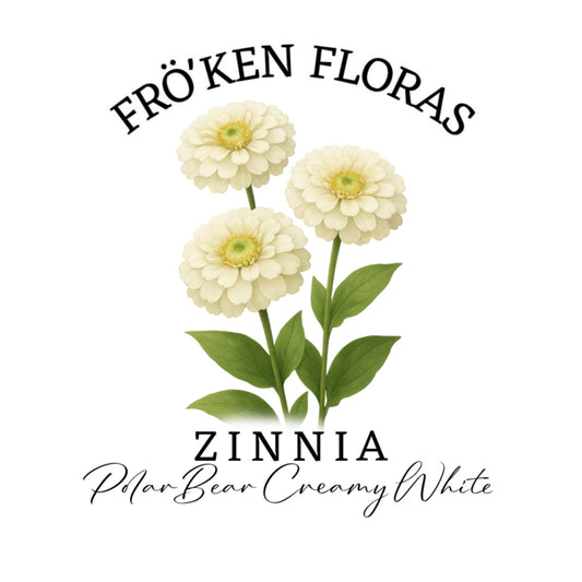 Zinnia "Polar bear creamy white"