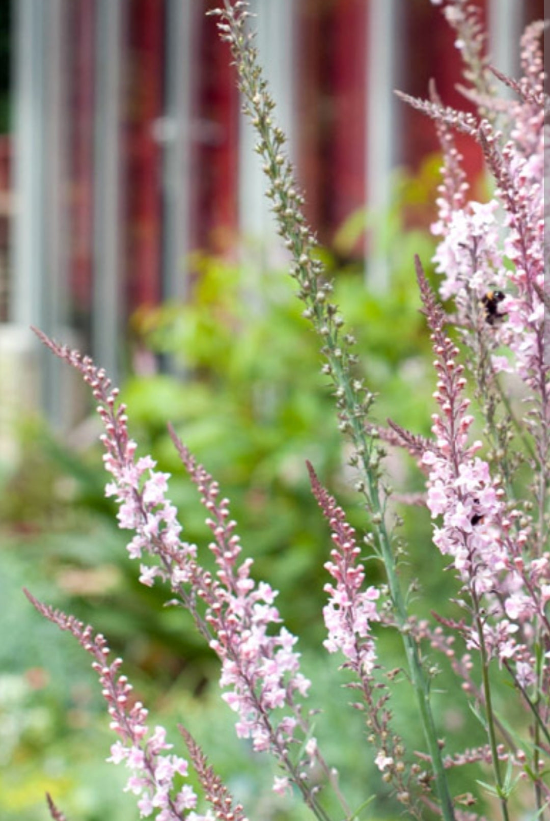 Snart tillbaka| Purpursporre "Canon J. Went"