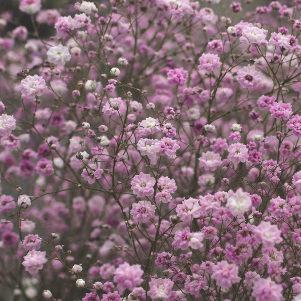 Brudslöja "Rosa"