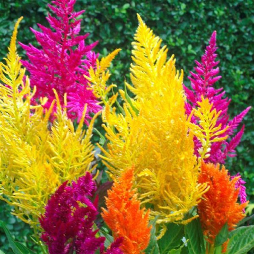 Plymört "Pampas plume mix"
