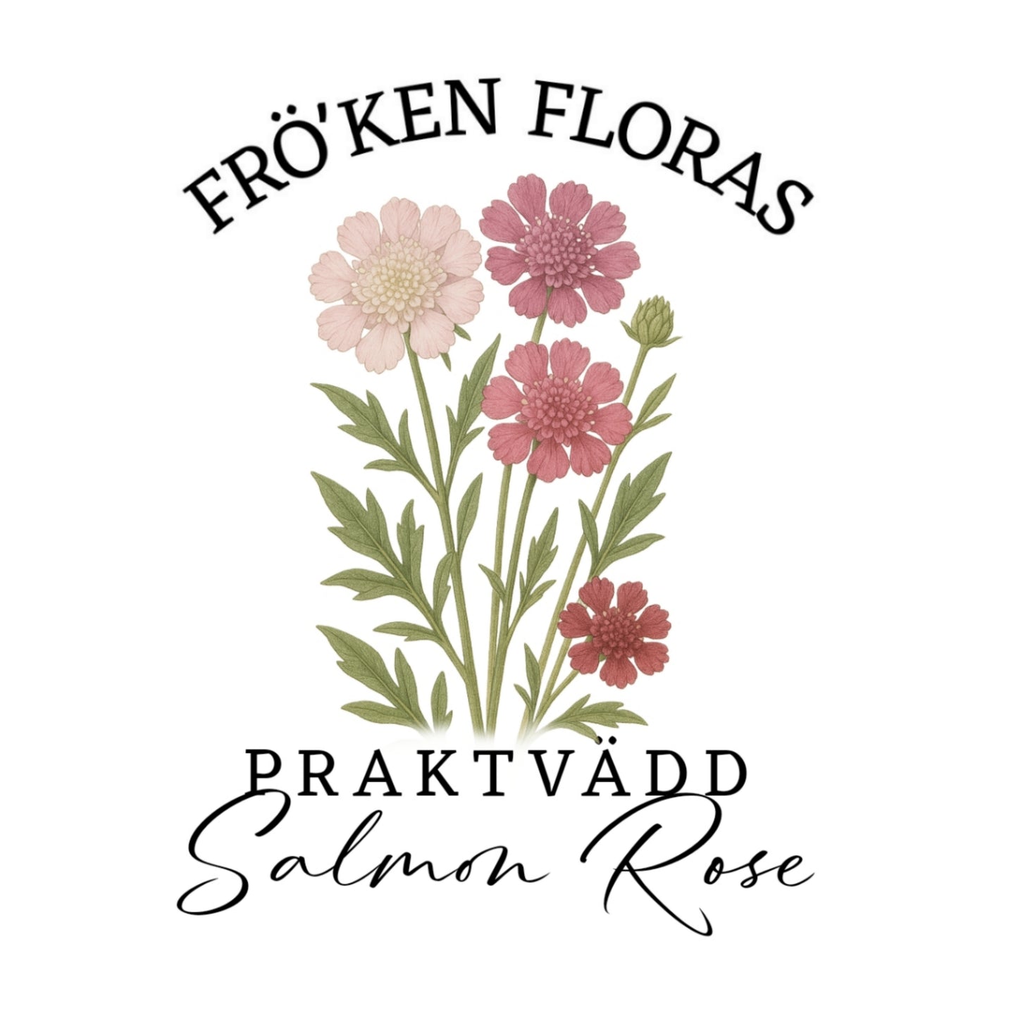 Praktvädd "Salmon rose"