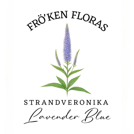 Strandveronika "Lavender blue"