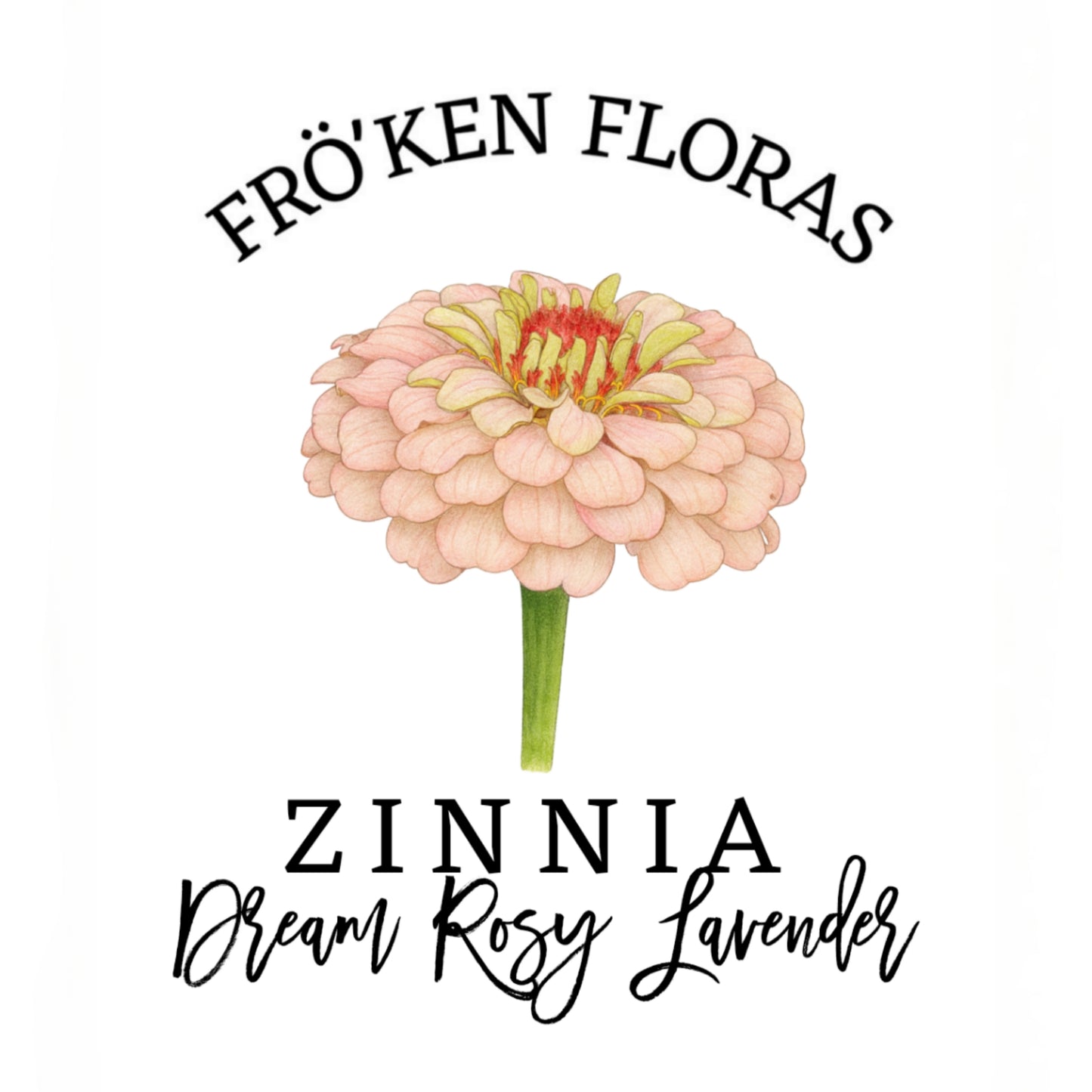 Zinnia "Dream rosy lavender"