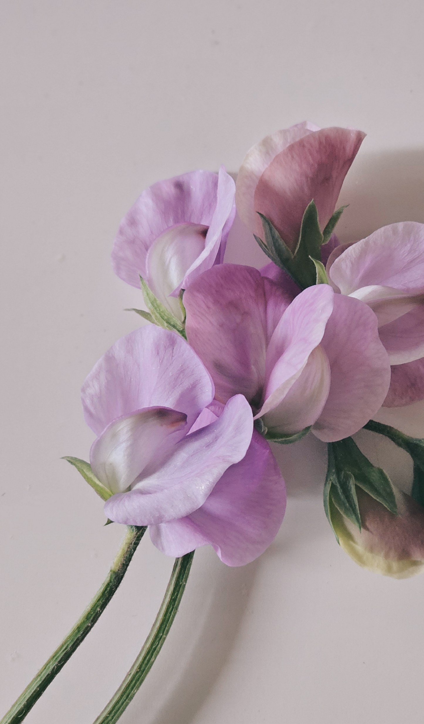 Luktärt "Mammoth lavender"