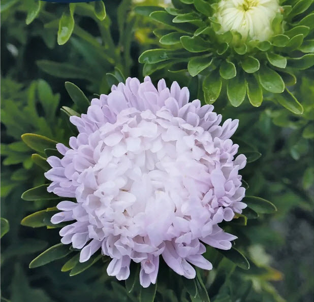 Pionaster "Peony silvery rose"