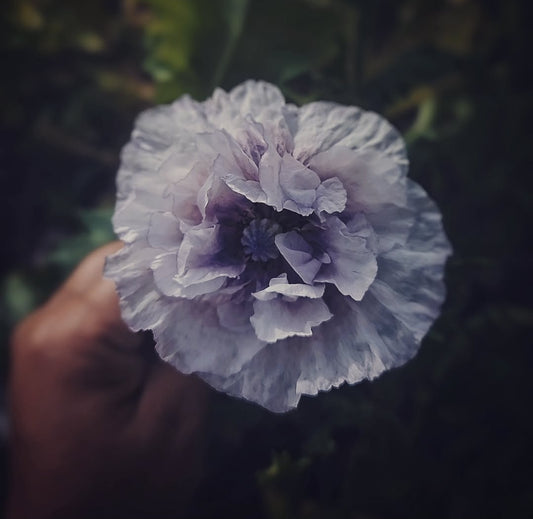 Kornvallmo "Amazing grey"