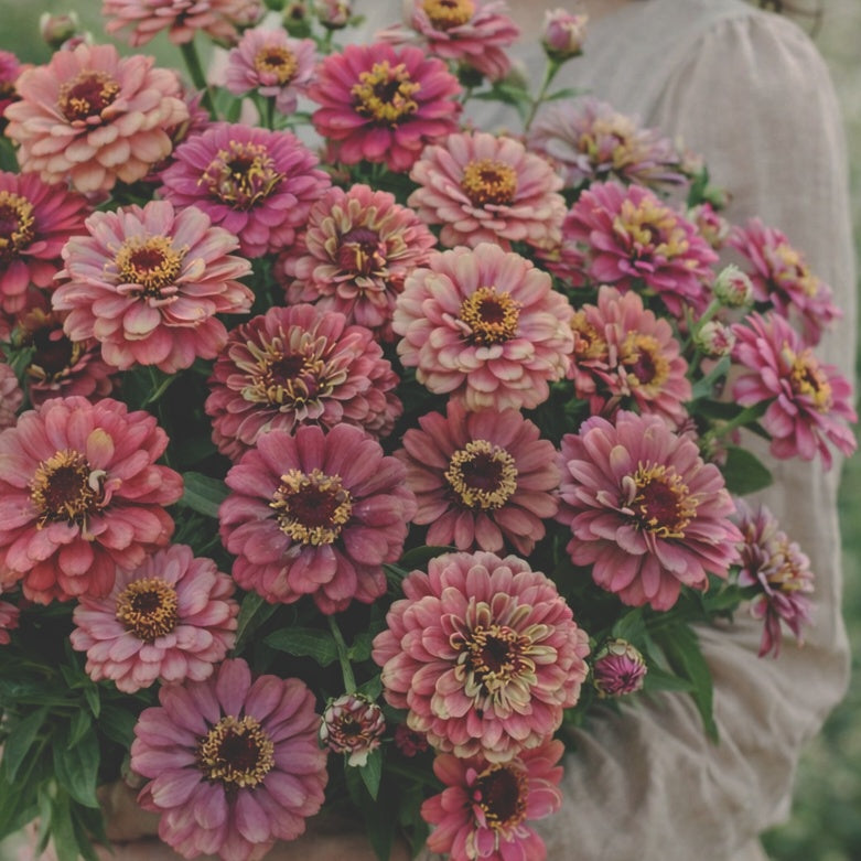 Zinnia "Queeny lime red"