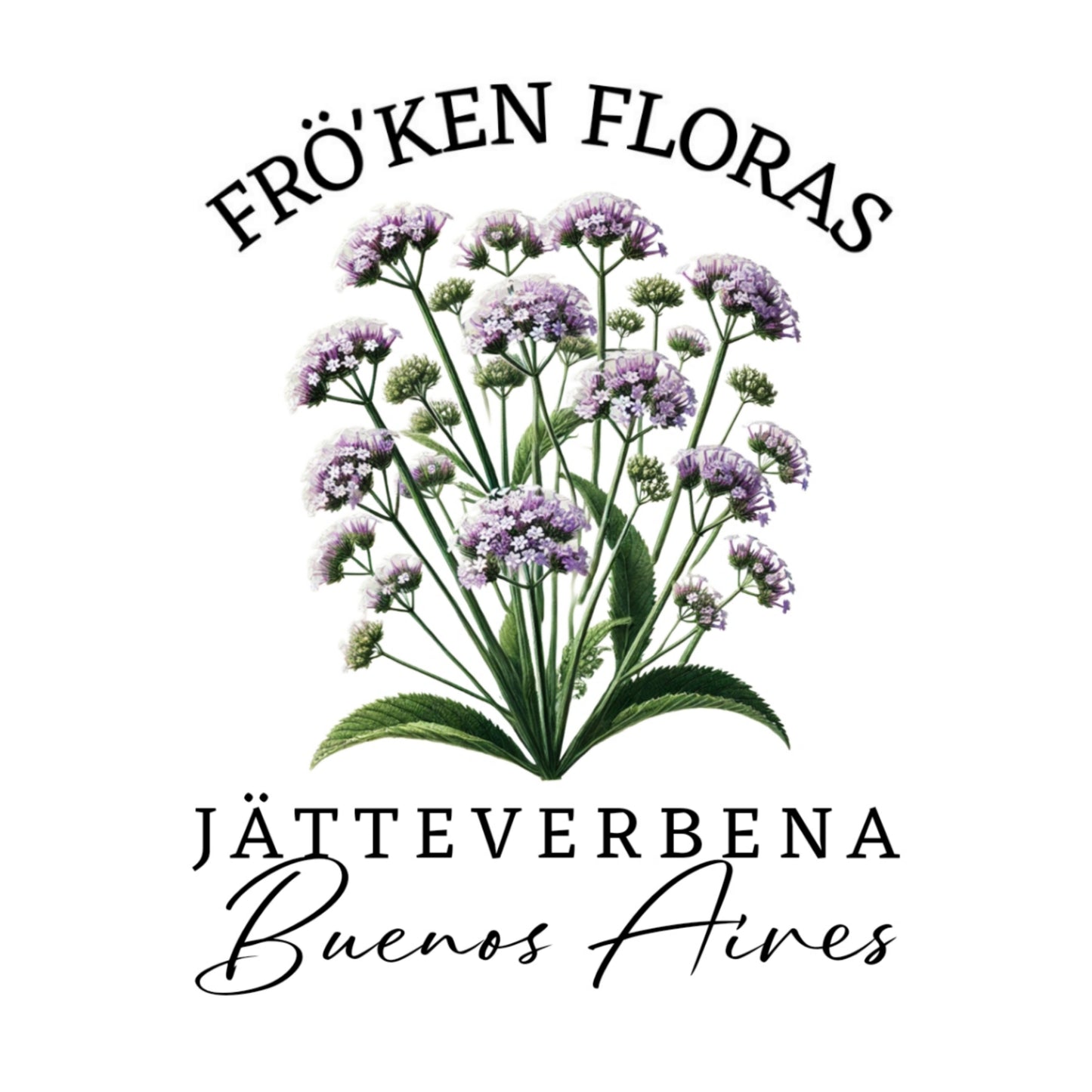 Jätteverbena "Buenos aires"