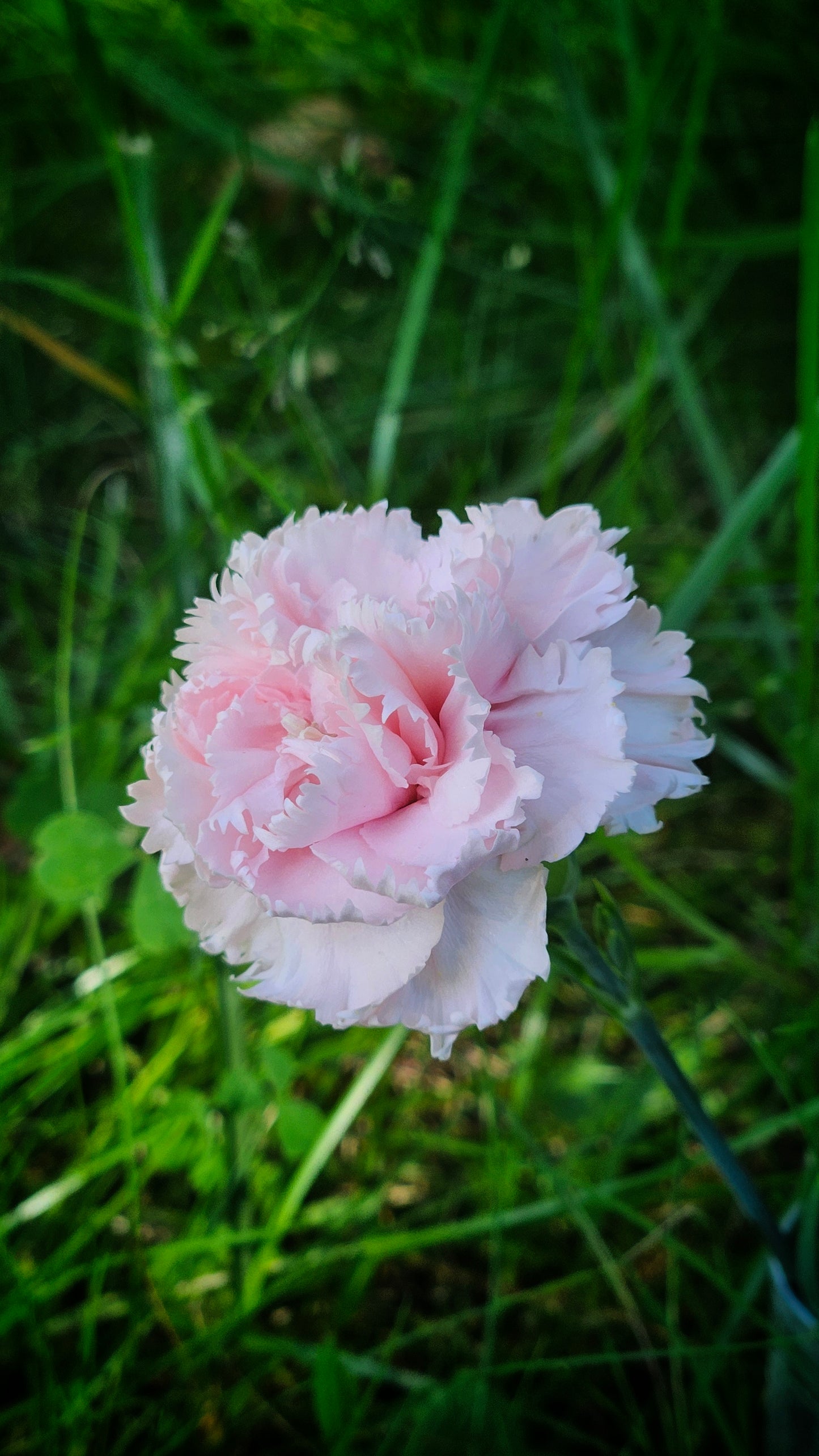 Trädgårdsnejlika "Chabaud La France"