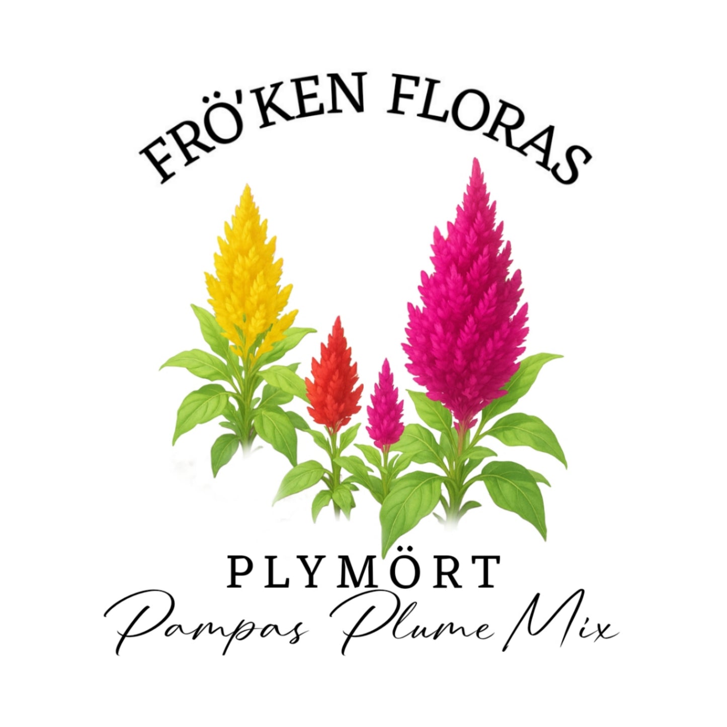Plymört "Pampas plume mix"