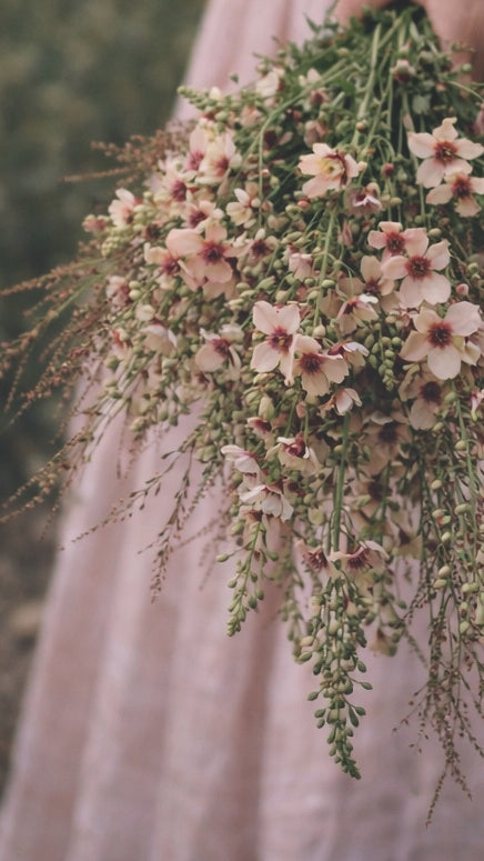 Kungsljus "Southern charm"