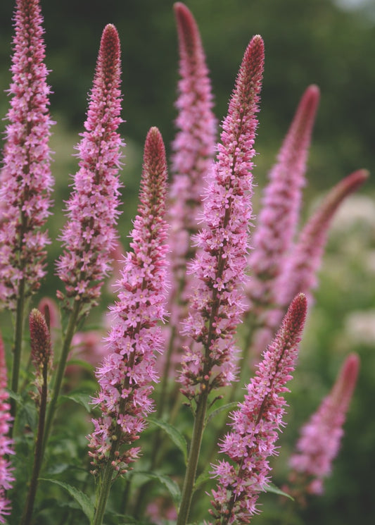 Axrisp "Pink pokers"