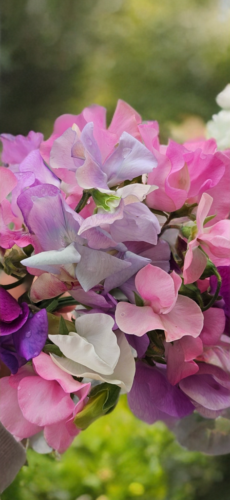 Luktärt "Fairylights"