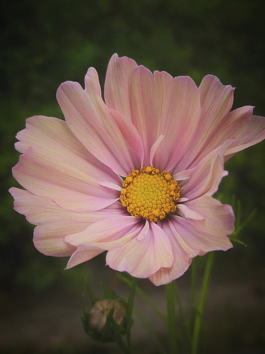 Rosenskära "apricotta"