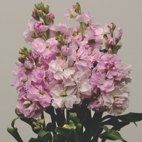 Lövkoja "Katz cherryblossom"