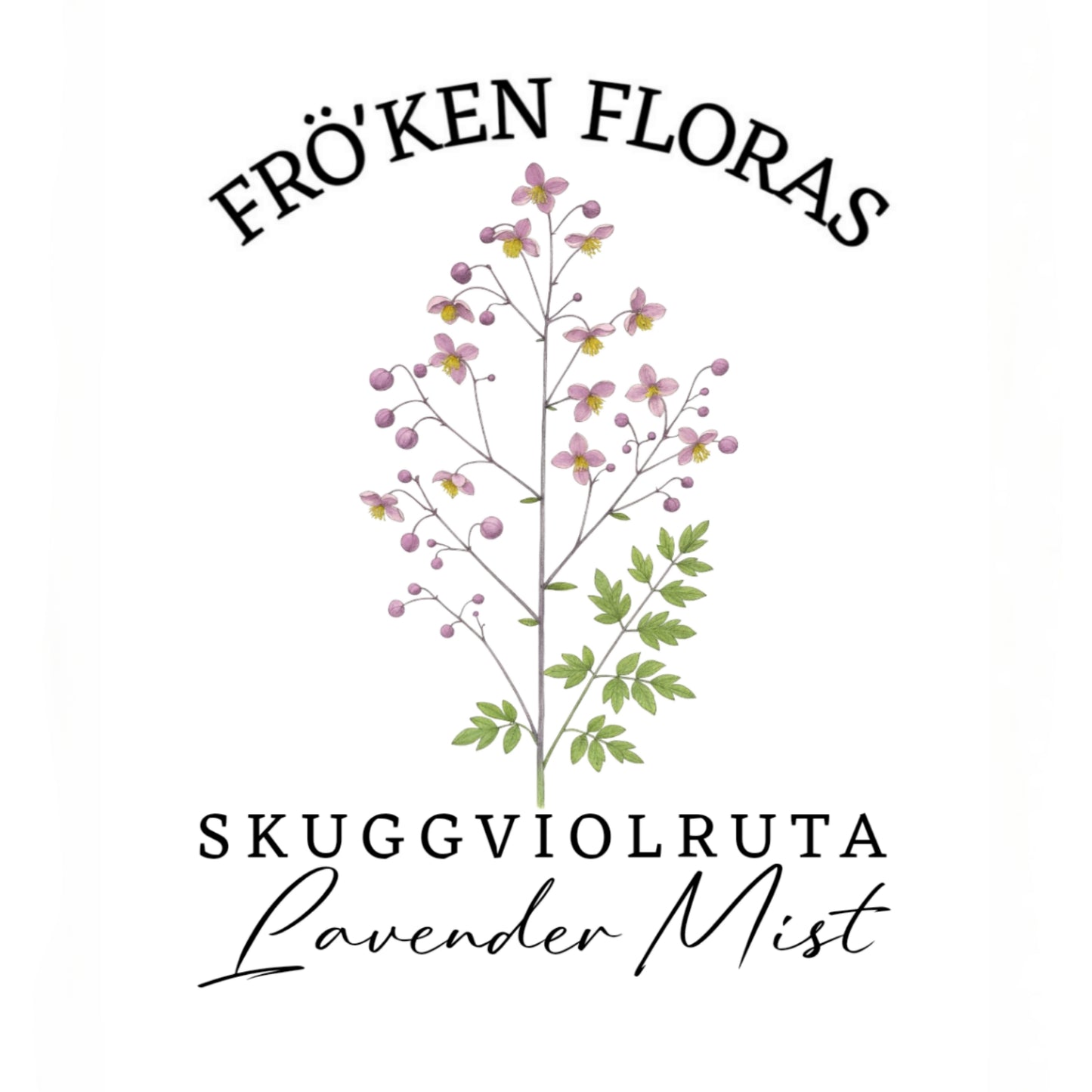 Skuggviolruta "Lavender mist"