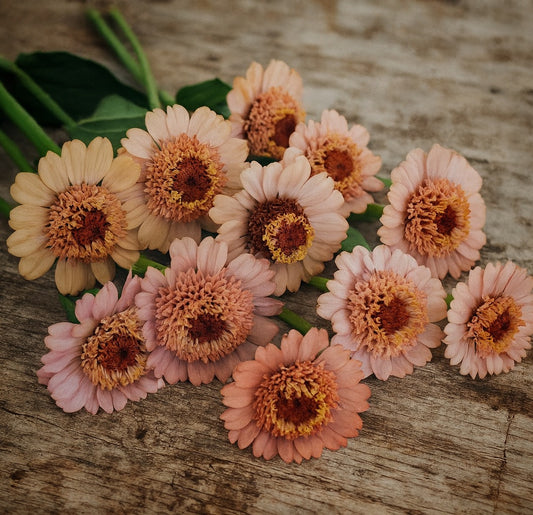 Zinnia "Cresto peachy pink"