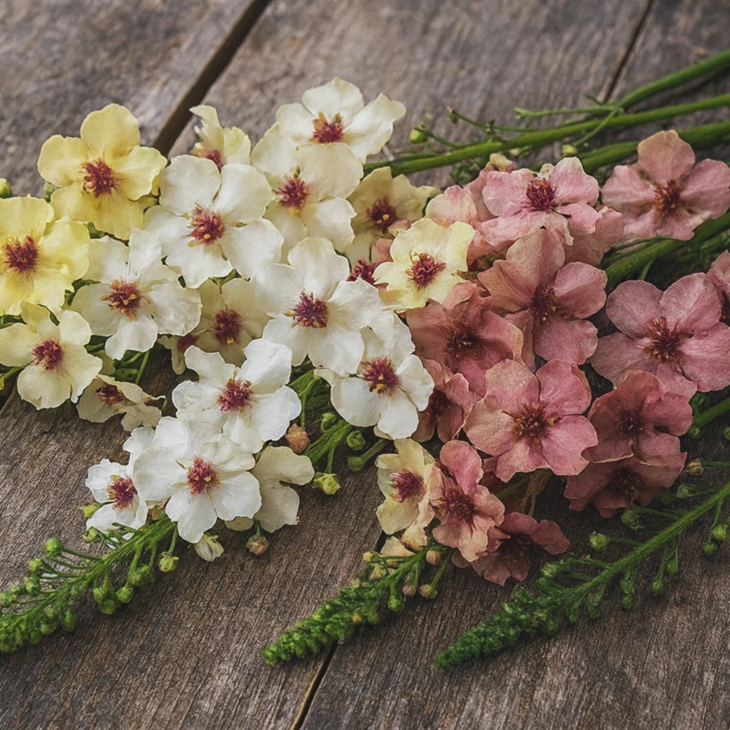 Kungsljus "Southern charm"