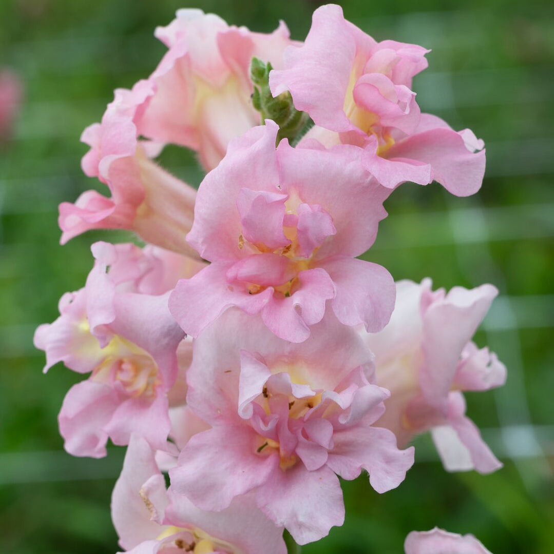 Lejongap "Madame butterfly pink" F1