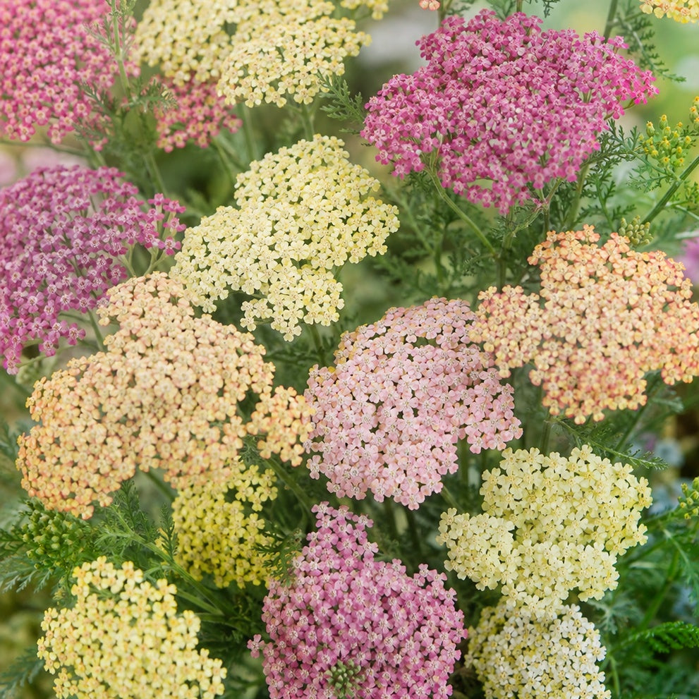 Röllika "Summer pastels"