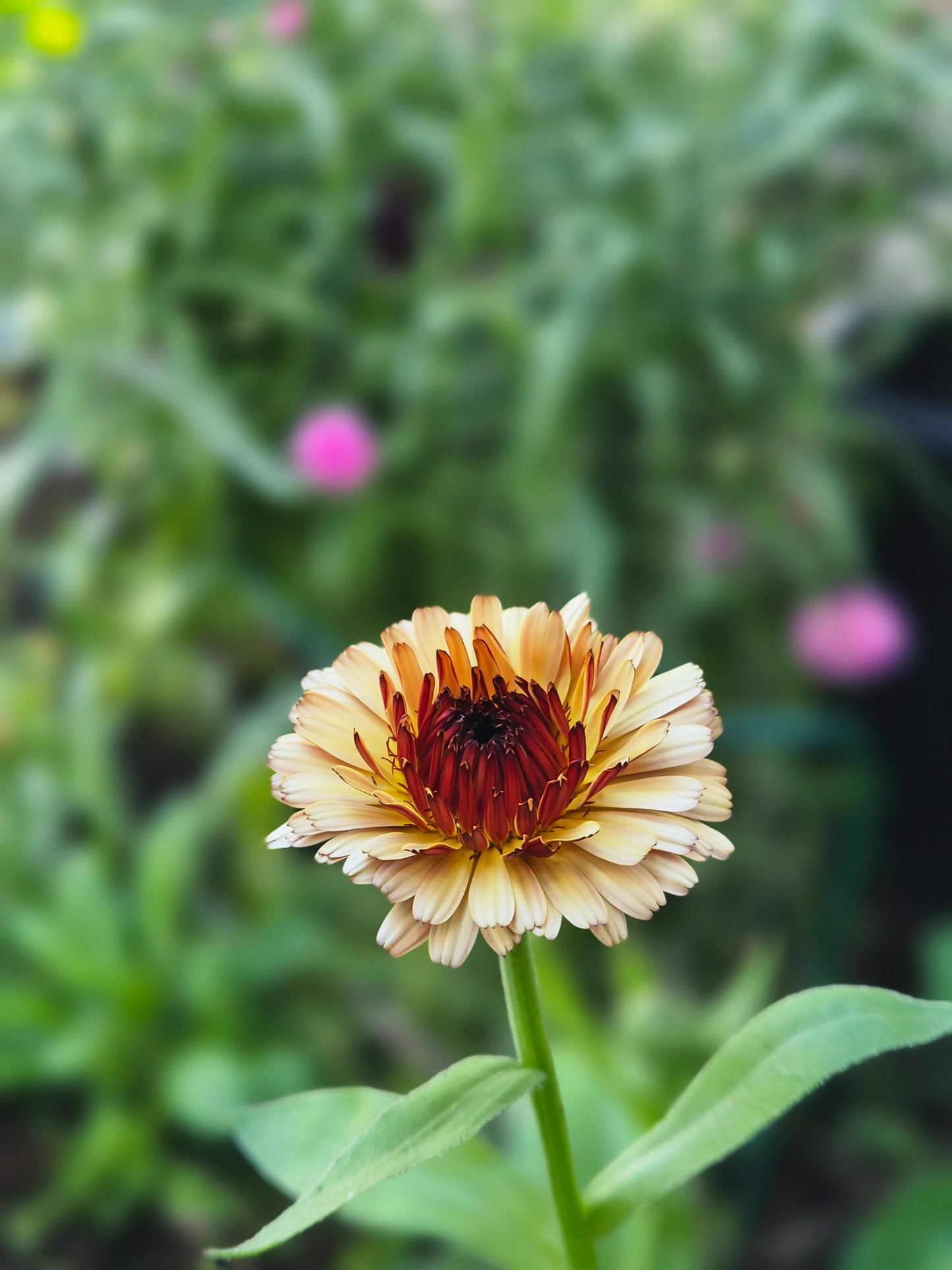 Ringblomma "Pygmy buff"