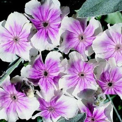 Purpurklätt "Oculata"