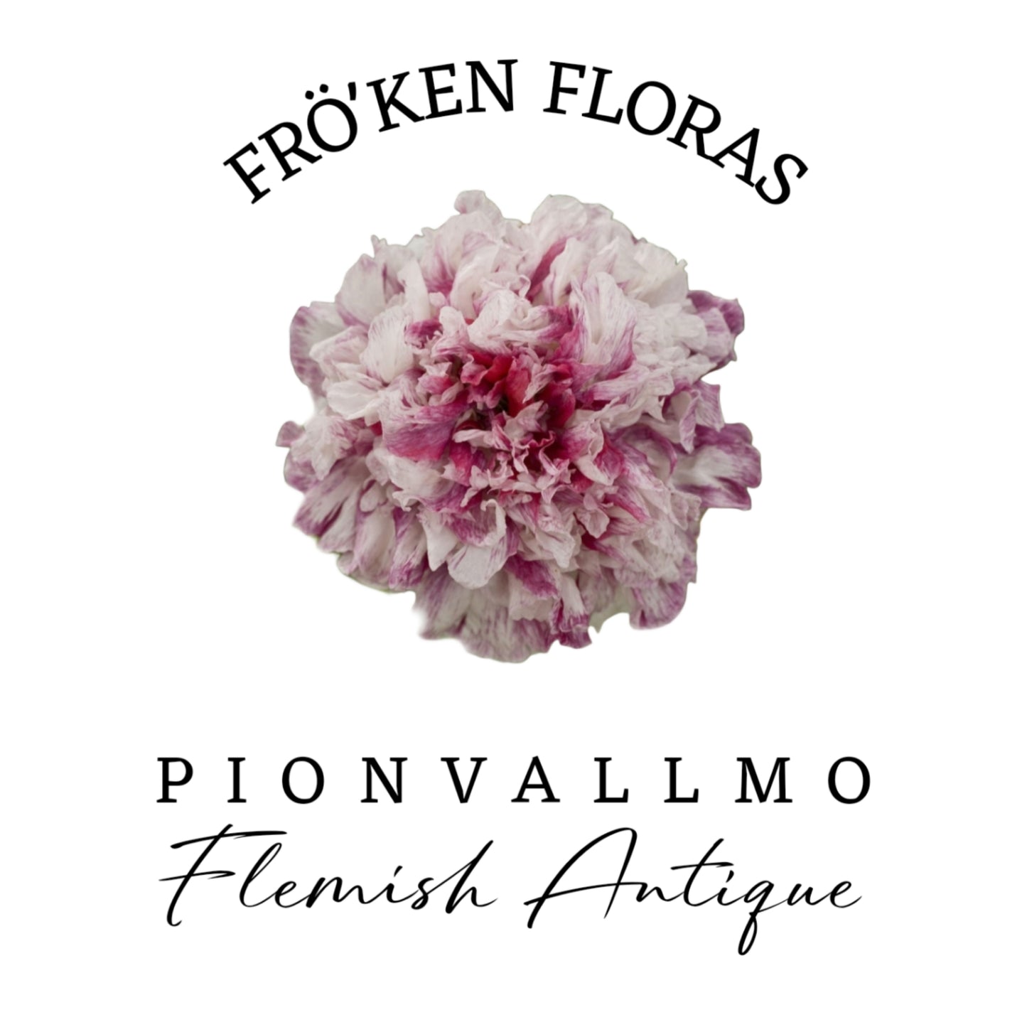 Pionvallmo "Flemish antique"