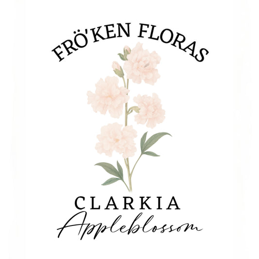 Clarkia "Appleblossom"