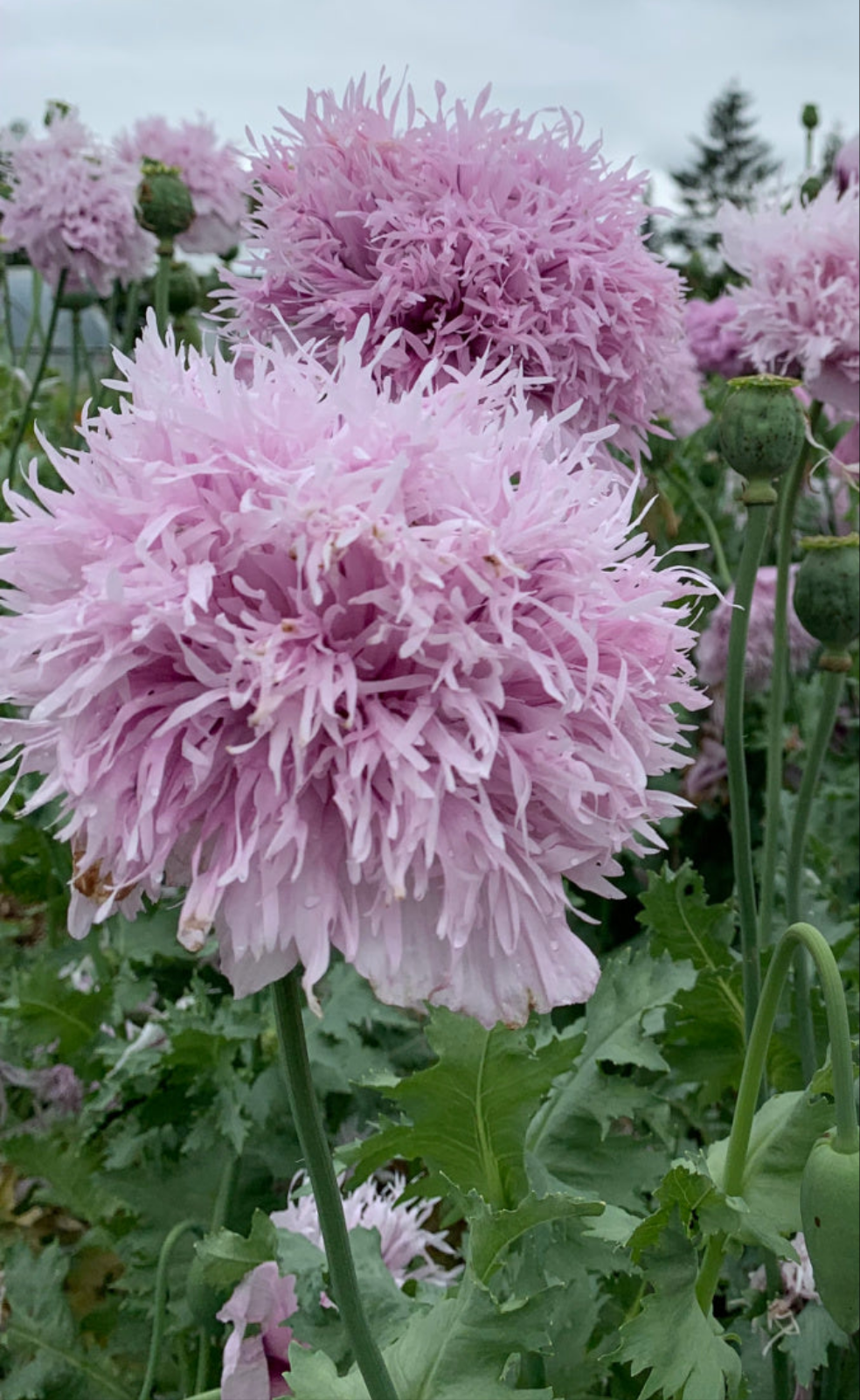 Fjädervallmo "Lilac pompom"