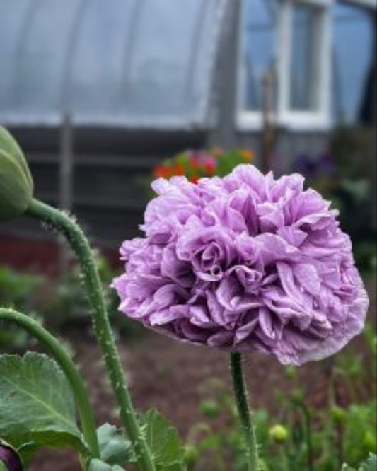 Pionvallmo "Violet blush"