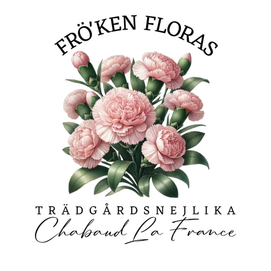 Trädgårdsnejlika "Chabaud La France"