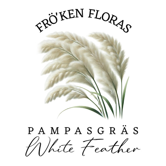 Pampas "white feather"