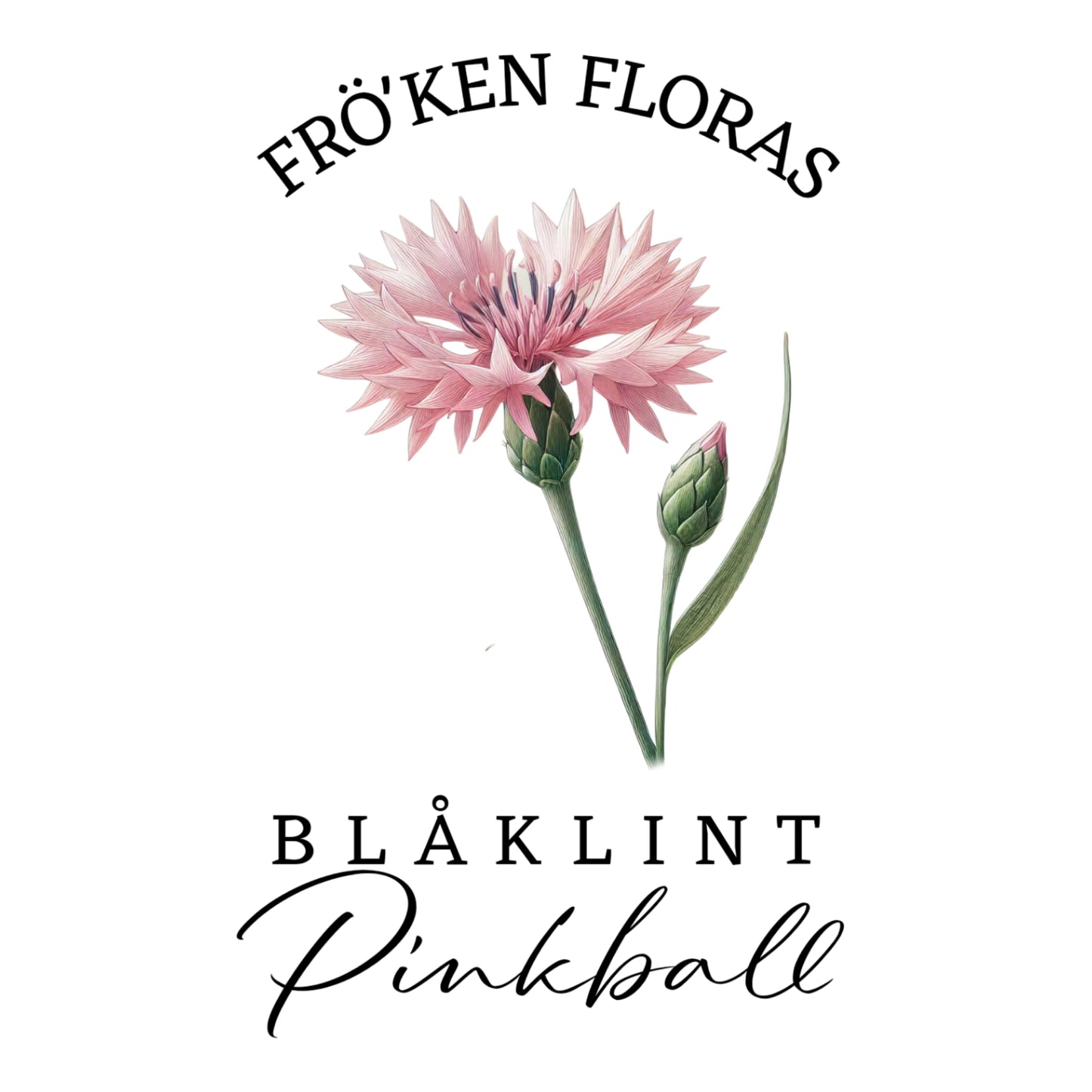 Blåklint "Pinkball"