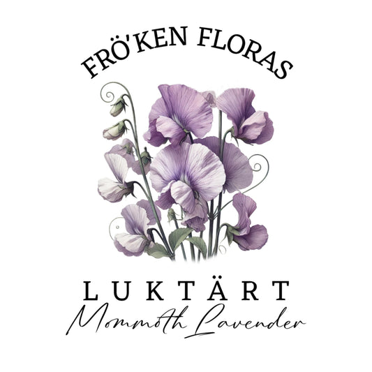 Luktärt "Mammoth lavender"