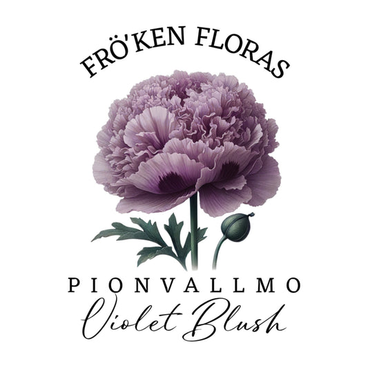 Pionvallmo "Violet blush"