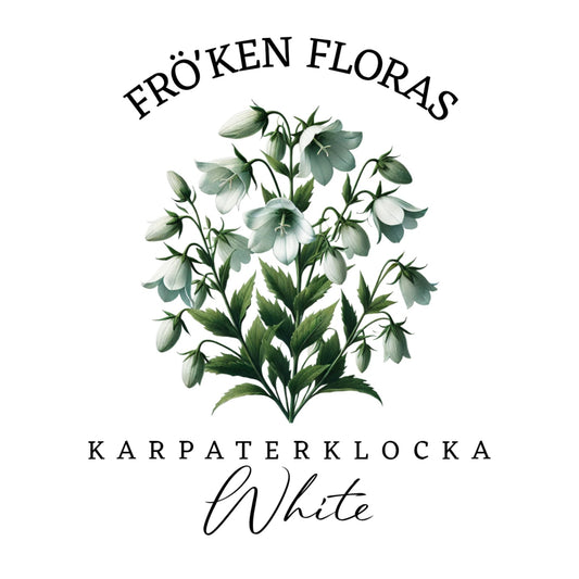 Karpaterklocka "White"