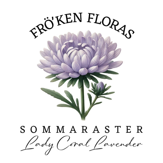 Sommaraster "Lady coral lavender"