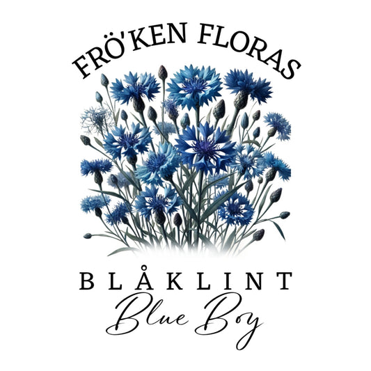 Blåklint "Blue boy"