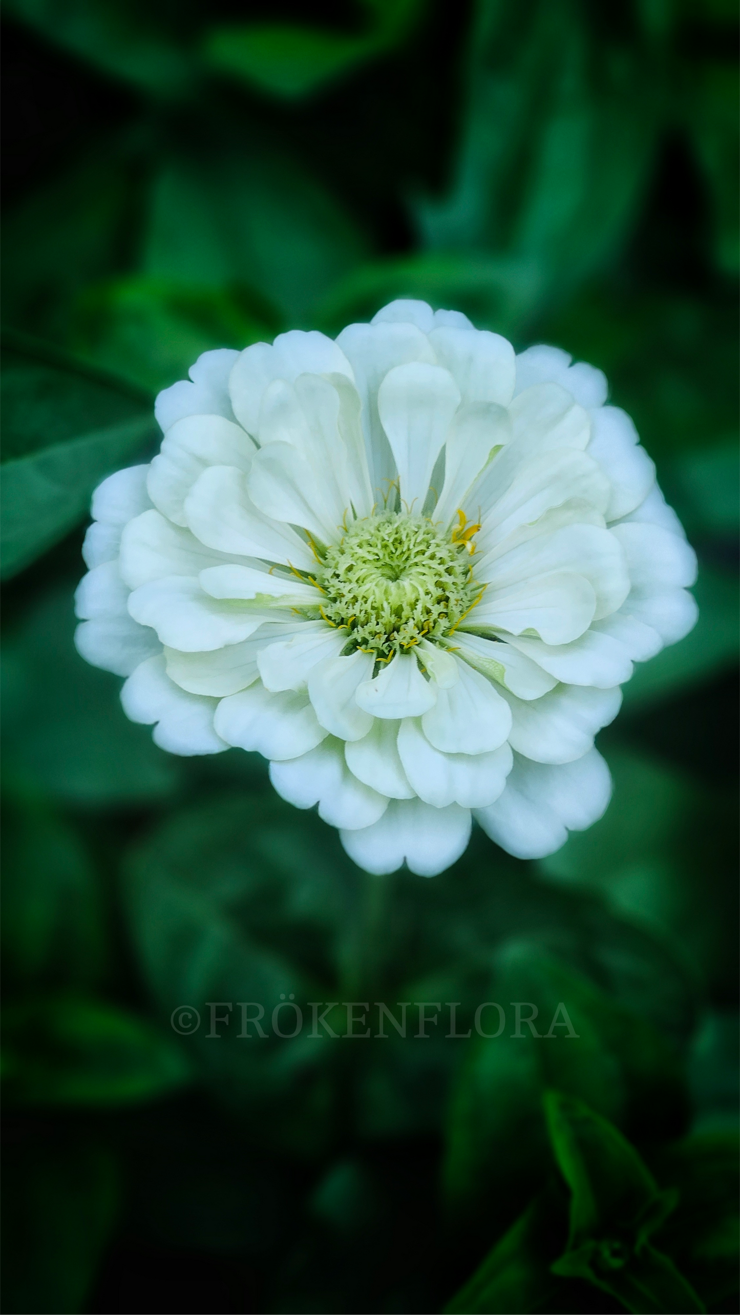 Zinnia "Polar bear creamy white"