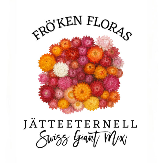 Jätteeternell "Swiss giant mix"