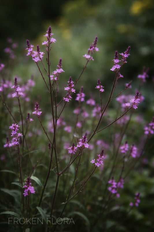 Verbena "Bampton" (Järnört)